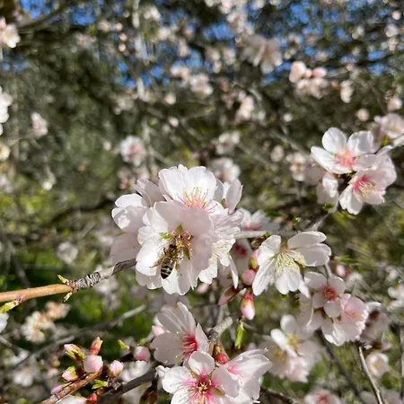 펜션 Cortijo Torres